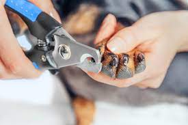 how to use dog nail clippers blain s