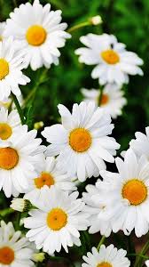 daisy flowers mobile wallpapers 4k