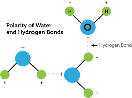 Hydrogen Bond Read Chemistry Ck 12 Foundation