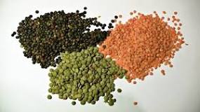 Are lentils a grain or vegetable?