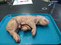 Image result for pigs in dissection