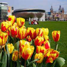 amsterdam tulip festival 2019 and more