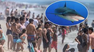 new york shark sightings prompt new