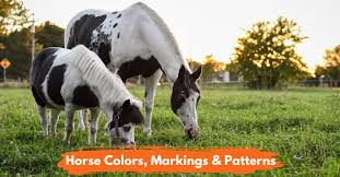 26 Common Horse Colors Markings