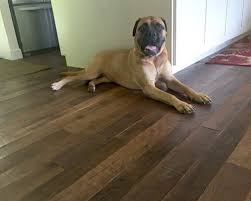 pets hardwood floors which type of