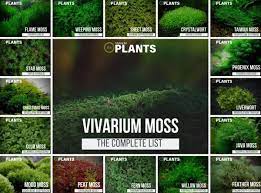 19 live vivarium moss types care