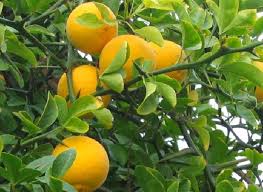 Портокалът е хибрид с древен произход, вероятно между помело (citrus maxima) и мандарина (citrus reticulata). Gradinata Div Limon Poncirus Trifoliata