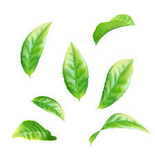 realistic green tea leaves set vector