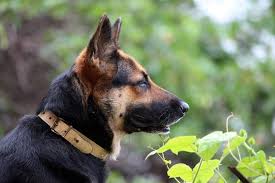 Find german shepherd dog puppies and breeders in your area and helpful german shepherd dog information. How Much Does A German Shepherd Cost