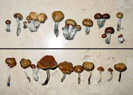 Unknown Psilocybe Sf Bay Area Mushroom Hunting And