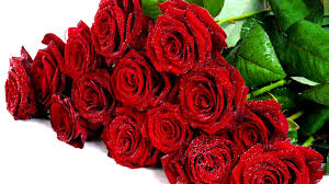 buket fresh red roses flower wallpaper
