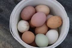 What kind of chicken lays lavender eggs?