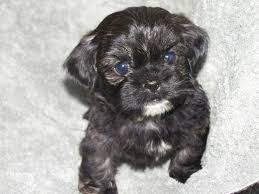 Finding the right shihpoo puppy can be dog gone hard work. Adorable Shih Poo Puppies For Sale Shih Poo Puppies Puppies Kittens And Puppies