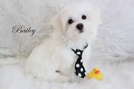 Looking for zuchon or teddy bear puppies for adoption?pet rehoming network is dedicated to finding good homes for preloved zuchon shichon teddy bear dogs and puppies throughout the usa and canada. Teddy Bear Dog Rescue Wisconsin