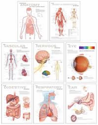 Human Anatomy Chart Set