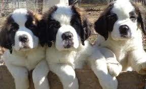 Click here to be notified when new saint bernard puppies are listed. Saint Bernard Puppies For Sale Near Me West Wind Saint In Michigan St Bernard Puppy Saint Bernard Dog Best Dogs