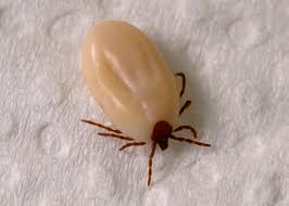 ticks are there again to bug you