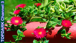 Variedad de planta colgante en artificial para decoración. 10 Flores Colgantes Mas Bellas Y Coloridas Youtube
