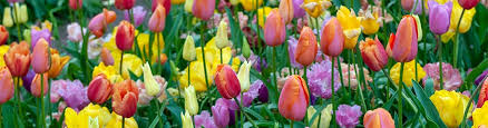 What about flowers that do not have a black gynoecium that absorbs more solar radiation? Tulip Flower Bulbs Tulipa American Meadows