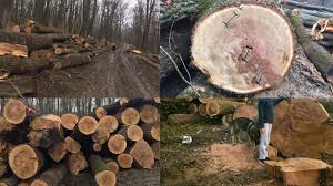 Scandal uriaș într-o comună din jurul Iașului! Drujbele au ras arborii seculari dintr-o pădure protejată. Dezastrul s-a produs sub privirile autorităților - FOTO • Buna Ziua Iasi • BZI.ro