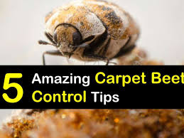 controlling a carpet beetle infestation