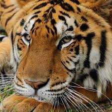 Check out the most prized and popular attractions in sarasota. Tiger Mauls Volunteer At Carole Baskin S Big Cat Rescue Bbc News