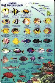 Hawaiian Reef Creatures Guide By Frankos Maps Ltd