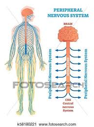 Peripheral Nervous System Medical Vector Illustration