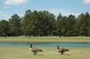 Oxbow Creek Golf Course | Visit Columbus, GA