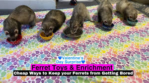 ferret toys enrichment ways to