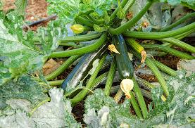 How Do I Grow Summer Squash Planting