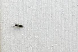 tiny little bugs that look like ant