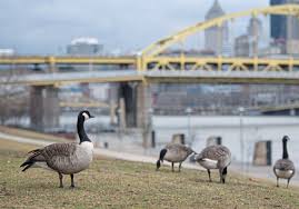 Geese like areas with food, lawns are food for geese. Nothing Golden About These Geese Sea Aims To Keep Them Off The North Shore Pittsburgh Post Gazette
