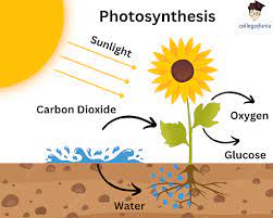 Photosynthesis Formula Chemical
