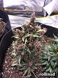 grow auto flowering cans strains