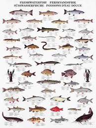 La Tene Maps Showing Vast Range Of Fish Species