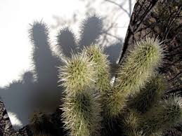 Image result for cholla shadows