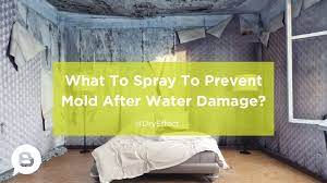 Prevent Mold After Water Damage