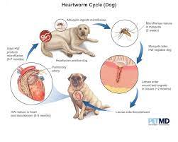 how to treat heartworms in dogs petmd