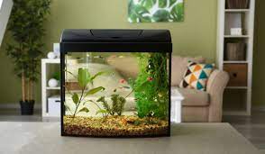modern fish tank ideas for home