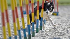 dog agility equipment