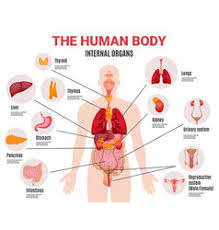Female human anatomy vector diagram. Female Human Internal Organs Vector Images Over 2 200