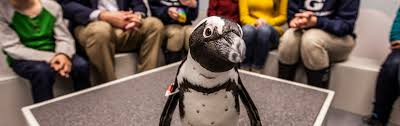 It was removed on july 2, 2017. Penguin Animal Encounter Experience Georgia Aquarium