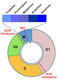 regulation of cell cycle progression by