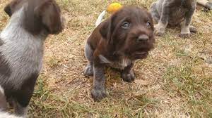 cute puppies german wirehaired pointer