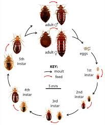 what do bed bugs look like how to