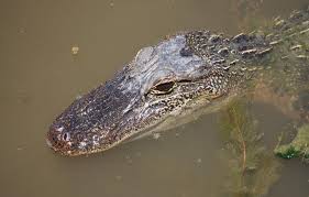 Do Alligators Like Rain? | New Orleans Swamp Tours