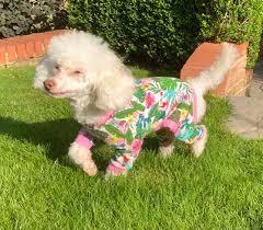 bella pyjamas for dogs pdf sewing