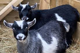 Mypetzilla is the uk's leading pets classified site, offering a completely free buy, sell and adopt service for all of our users. Pygmy Goat Play For Two