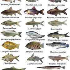 pdf fish species richness and habitat